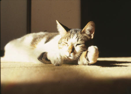 Gordon Sleeping